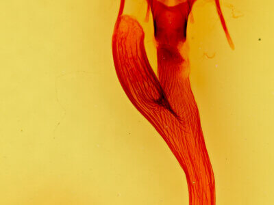 genitalia view of adult Leucania phragmitidicola