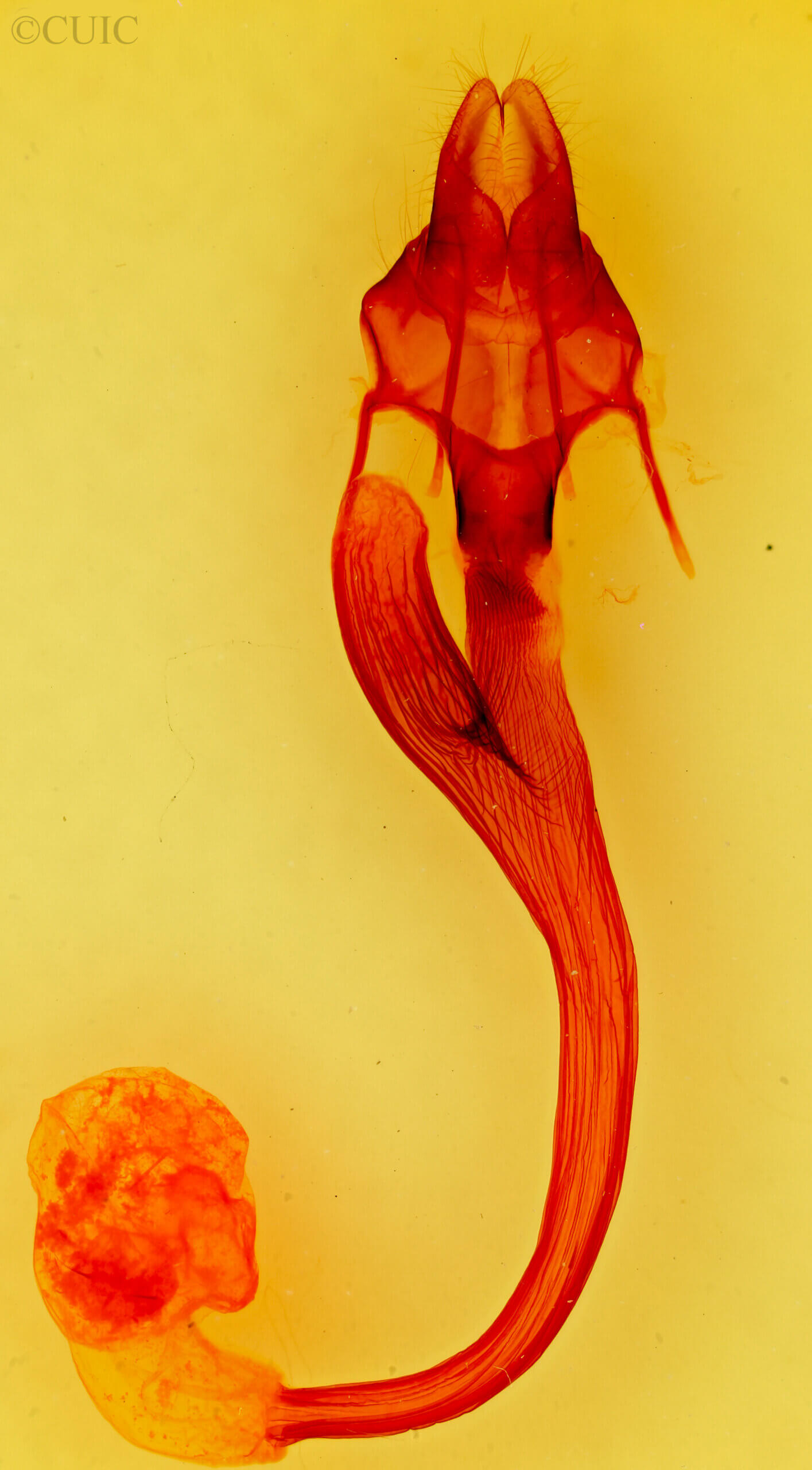 genitalia view of adult Leucania phragmitidicola