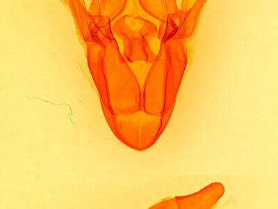 genitalia view of adult Cissusa indiscreta