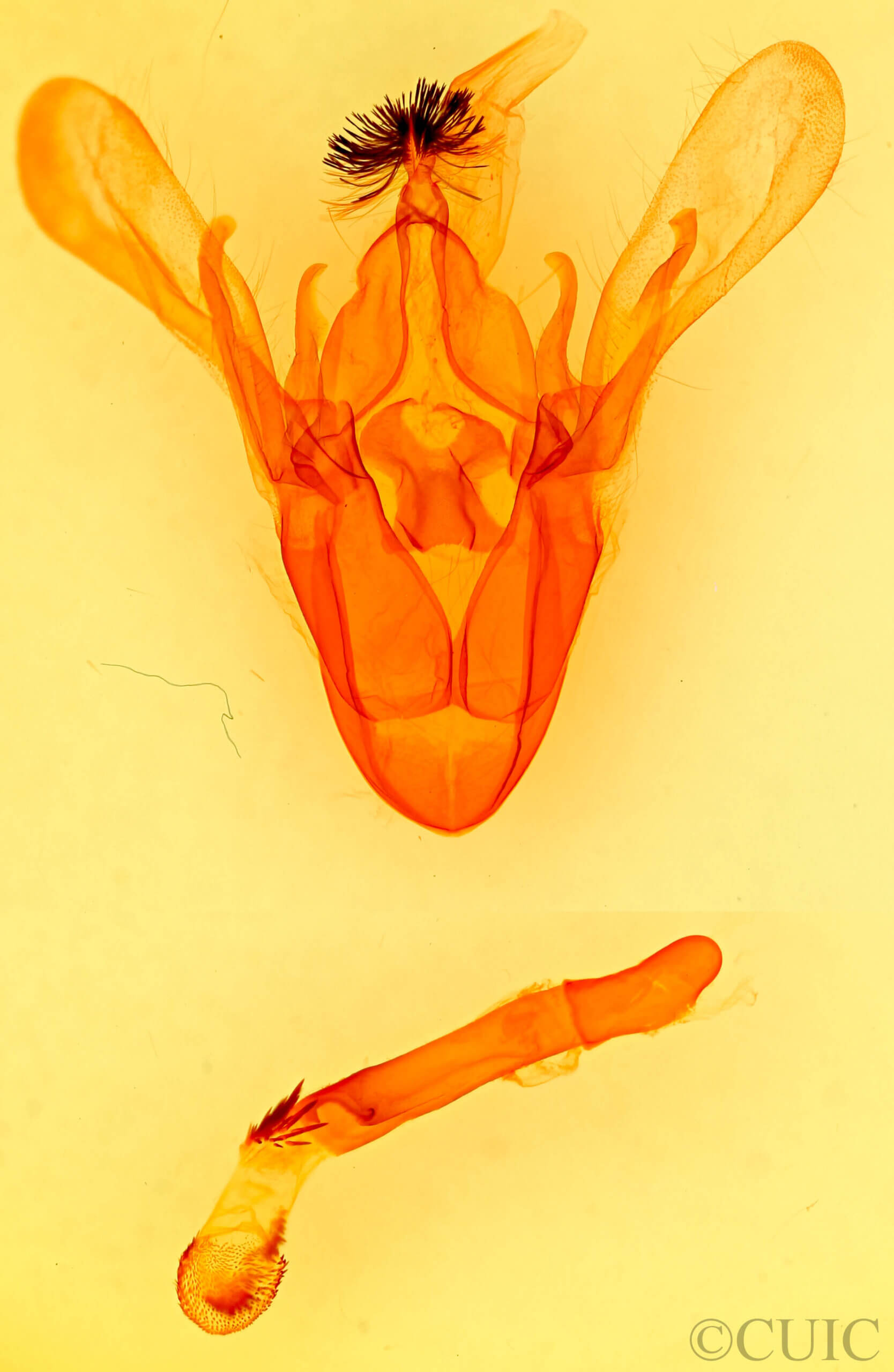 genitalia view of adult Cissusa indiscreta