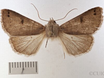 dorsal view of adult Cissusa indiscreta