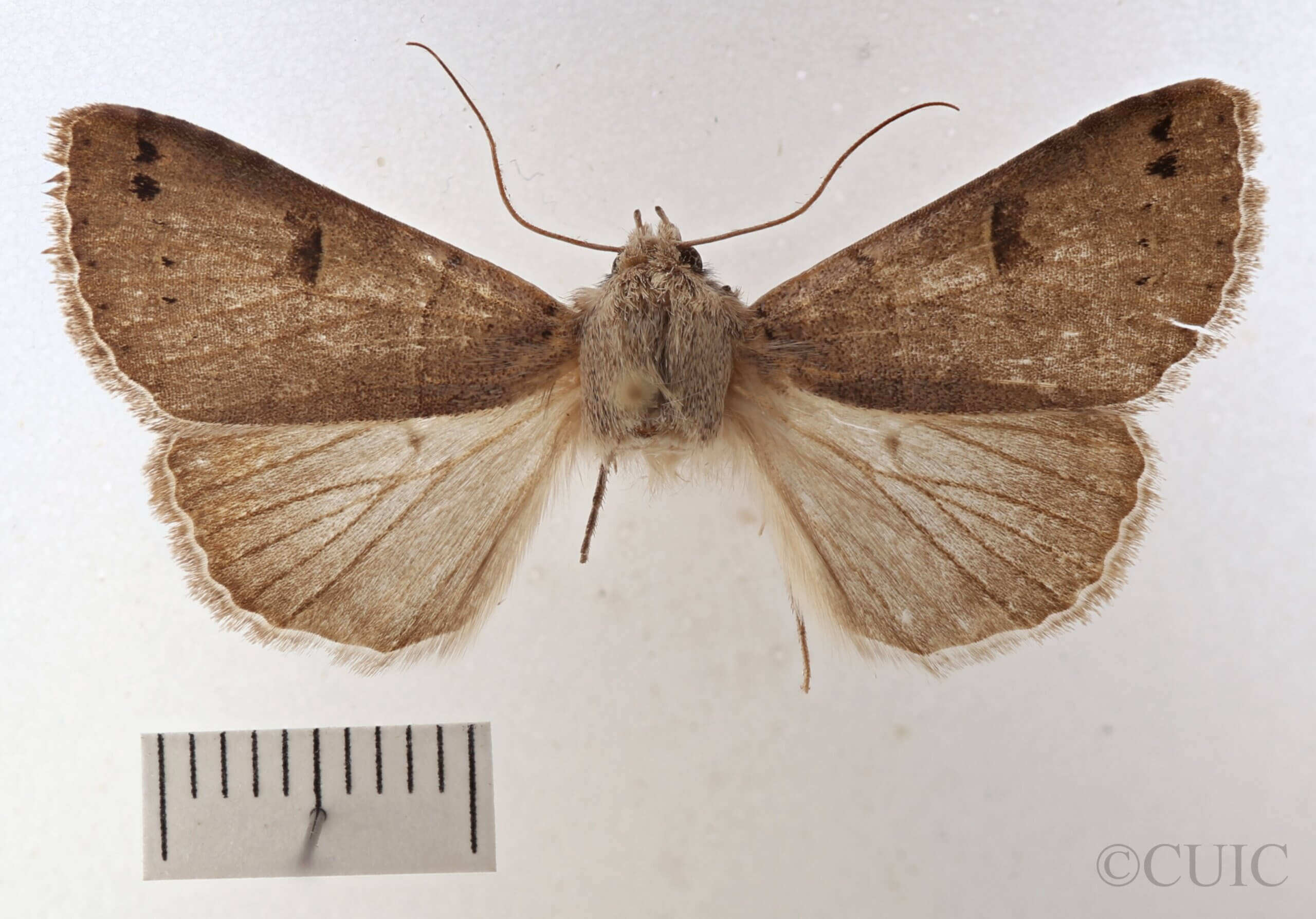 dorsal view of adult Cissusa indiscreta