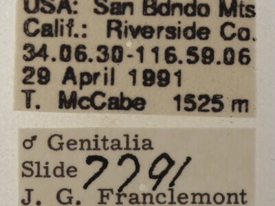 label view of adult Cissusa indiscreta