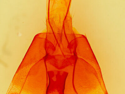 genitalia view of adult Cissusa indiscreta