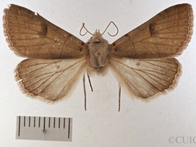 dorsal view of adult Cissusa indiscreta