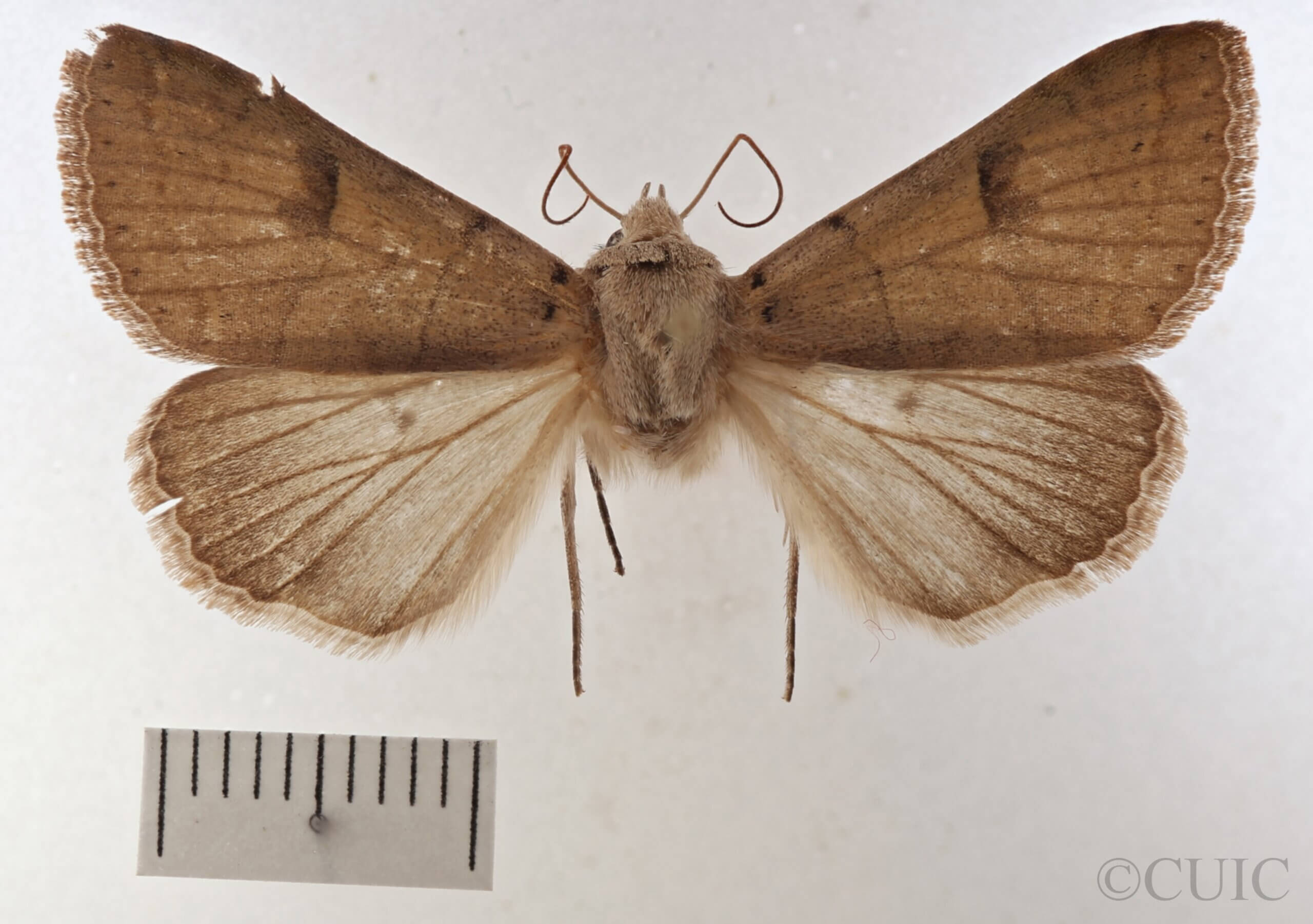 dorsal view of adult Cissusa indiscreta