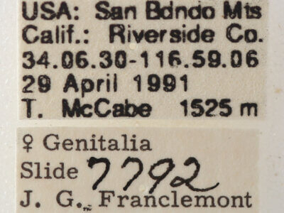 label view of adult Cissusa indiscreta