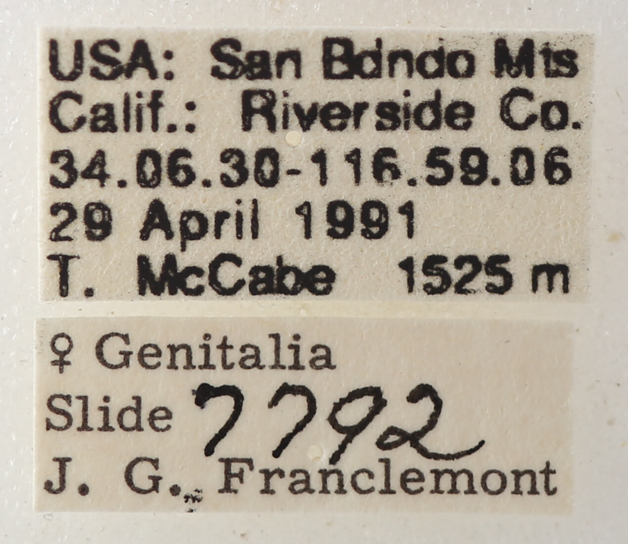 label view of adult Cissusa indiscreta