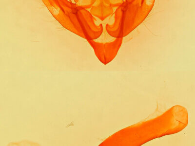 genitalia view of adult Lasionycta benjamini