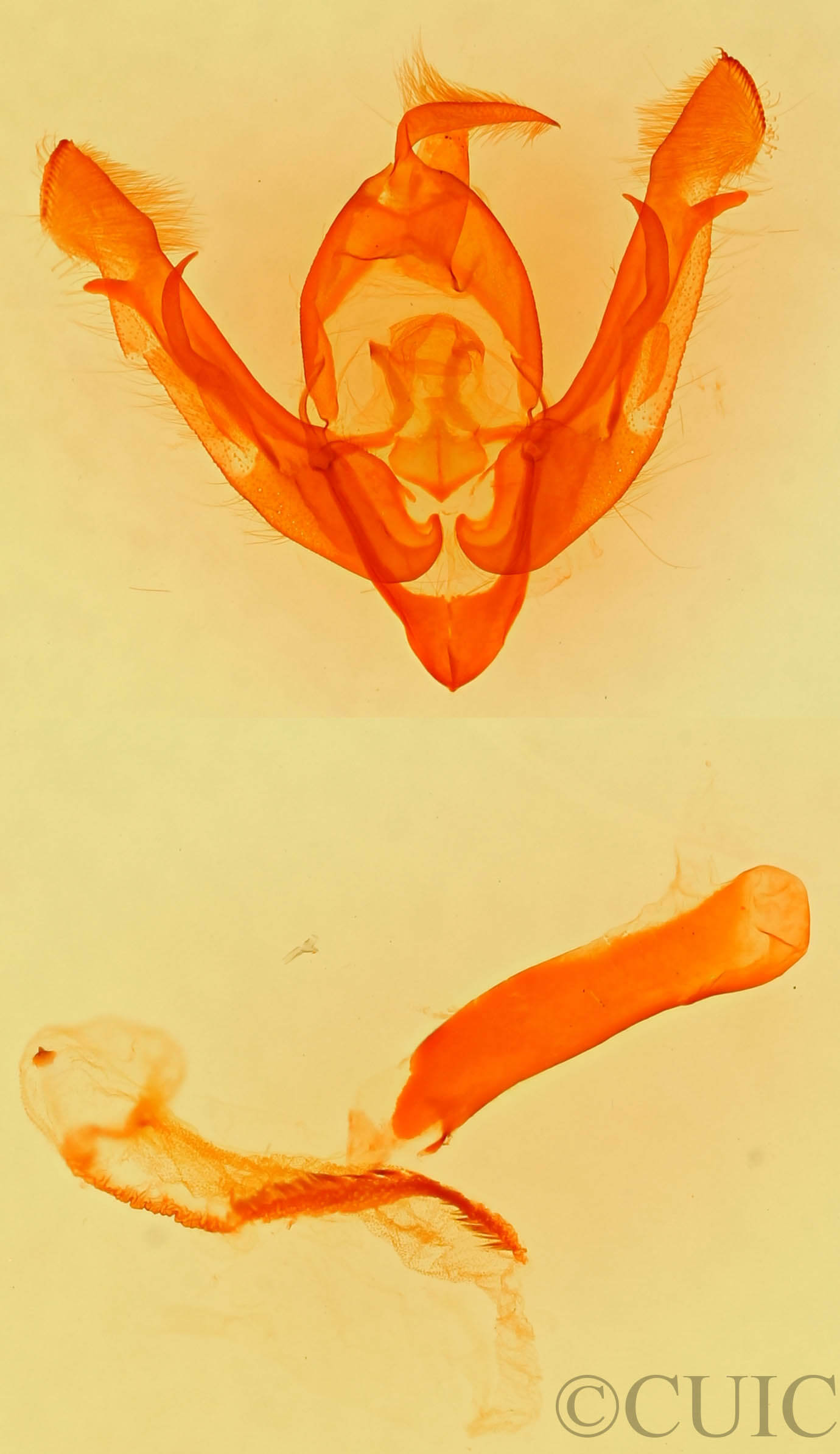 genitalia view of adult Lasionycta benjamini