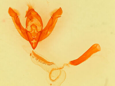 genitalia view of adult Lasionycta benjamini