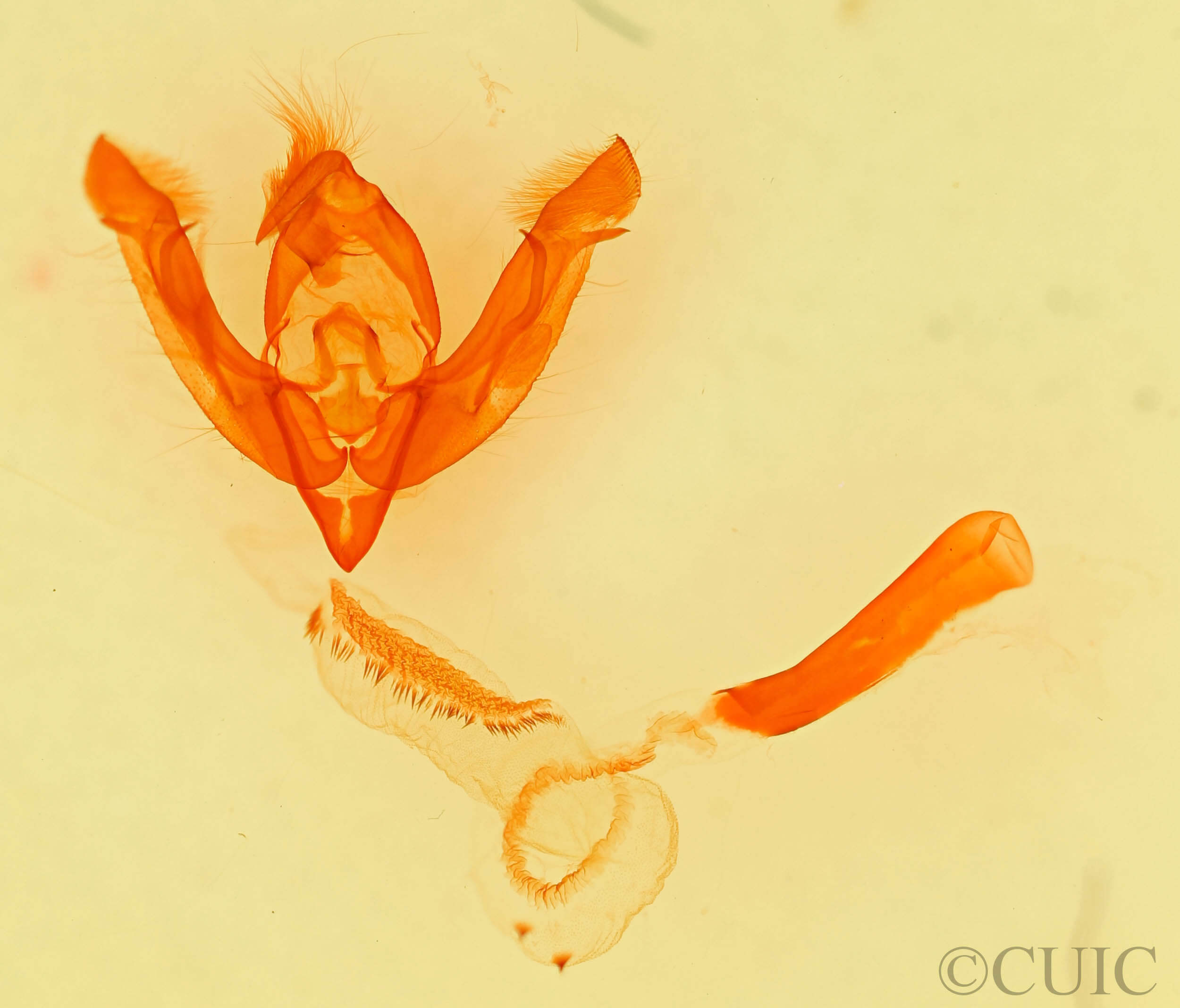 genitalia view of adult Lasionycta benjamini