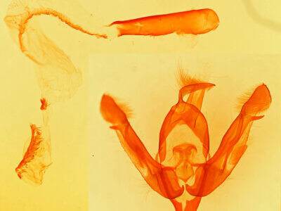 genitalia view of adult Lasionycta benjamini