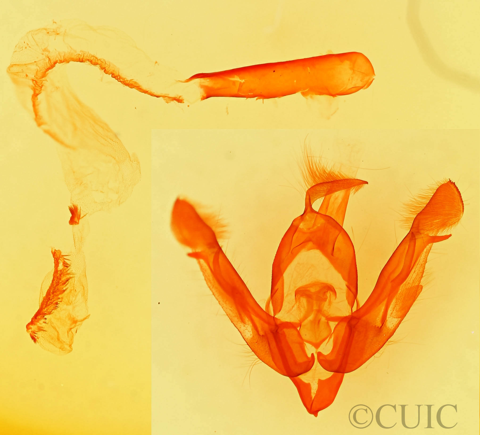 genitalia view of adult Lasionycta benjamini