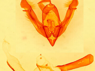 genitalia view of adult Lasionycta benjamini