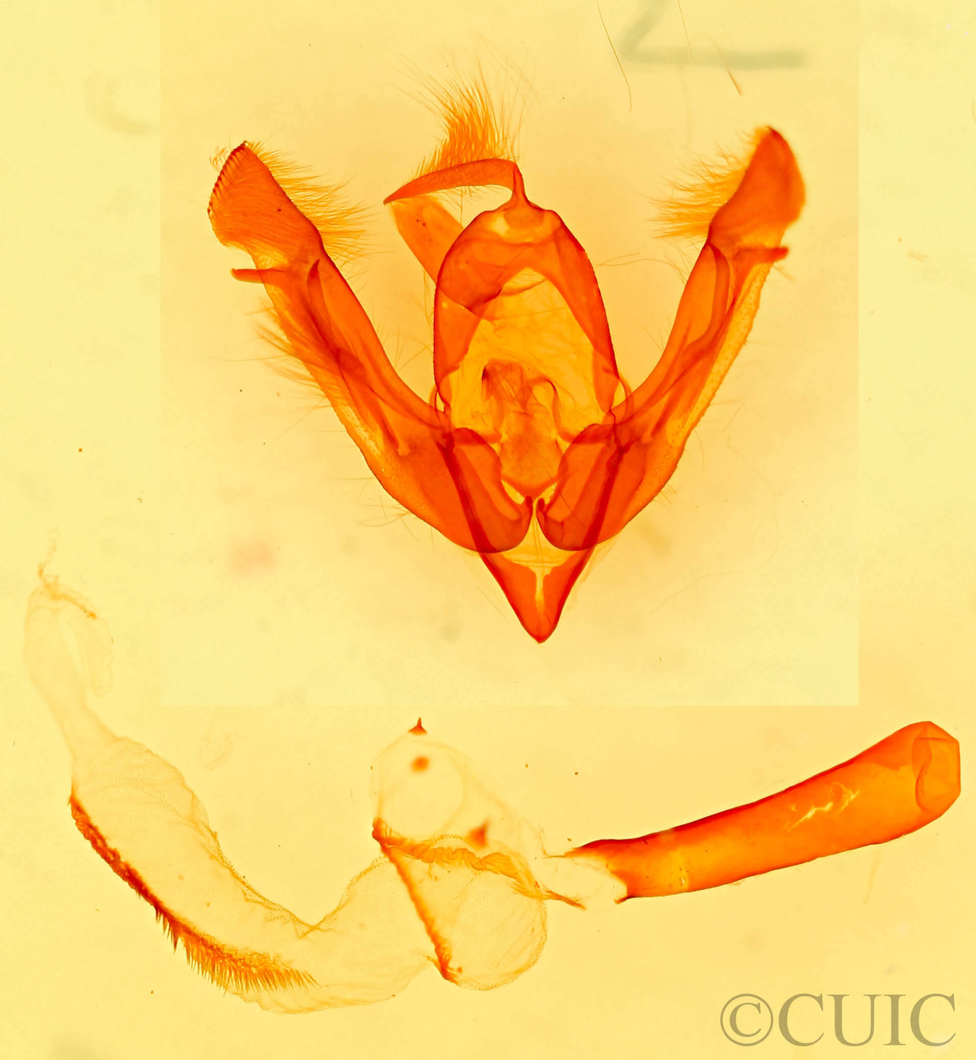 genitalia view of adult Lasionycta benjamini