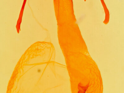 genitalia view of adult Lasionycta benjamini?