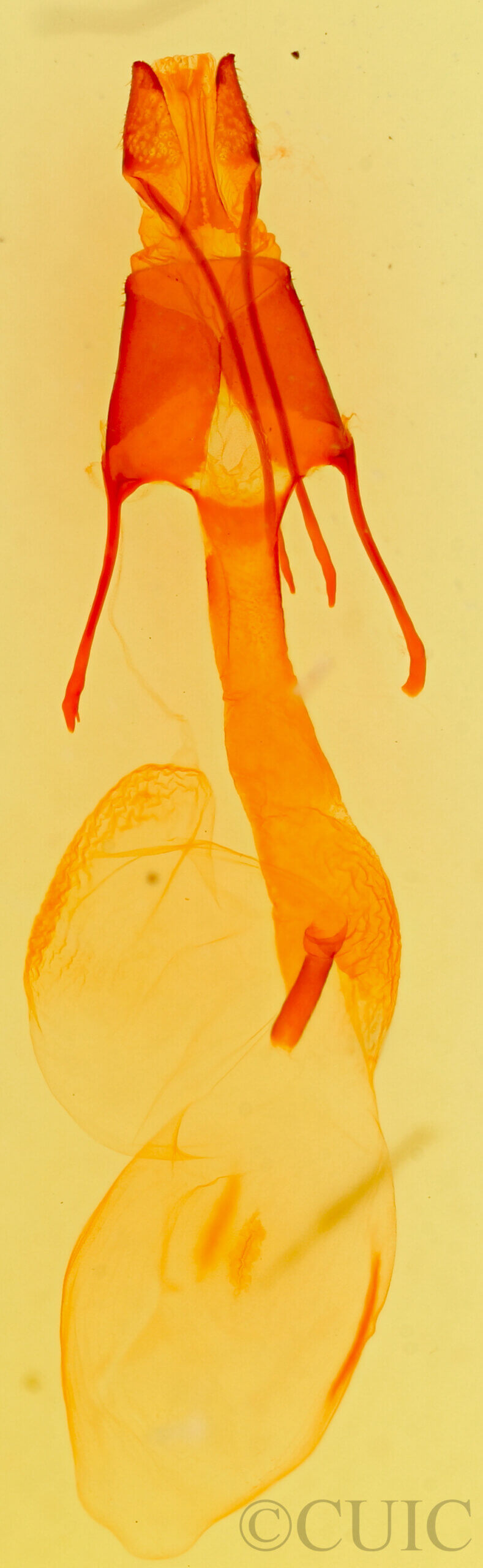 genitalia view of adult Lasionycta benjamini?