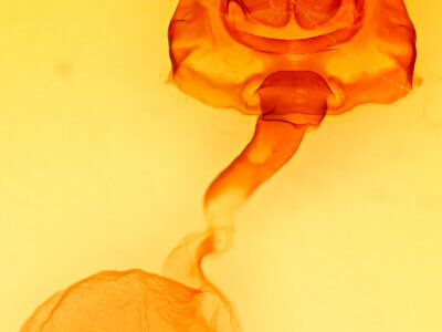 genitalia view of adult Cecrita cubana