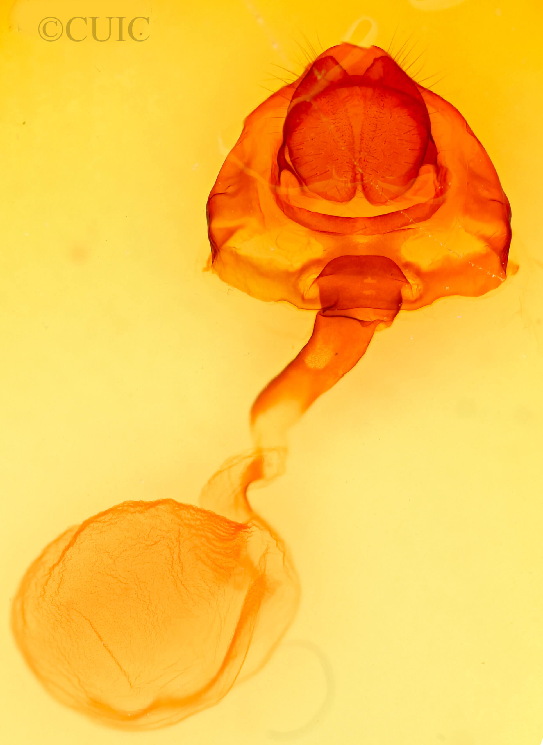 genitalia view of adult Cecrita cubana