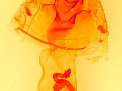 genitalia view of adult Haploa lecontei