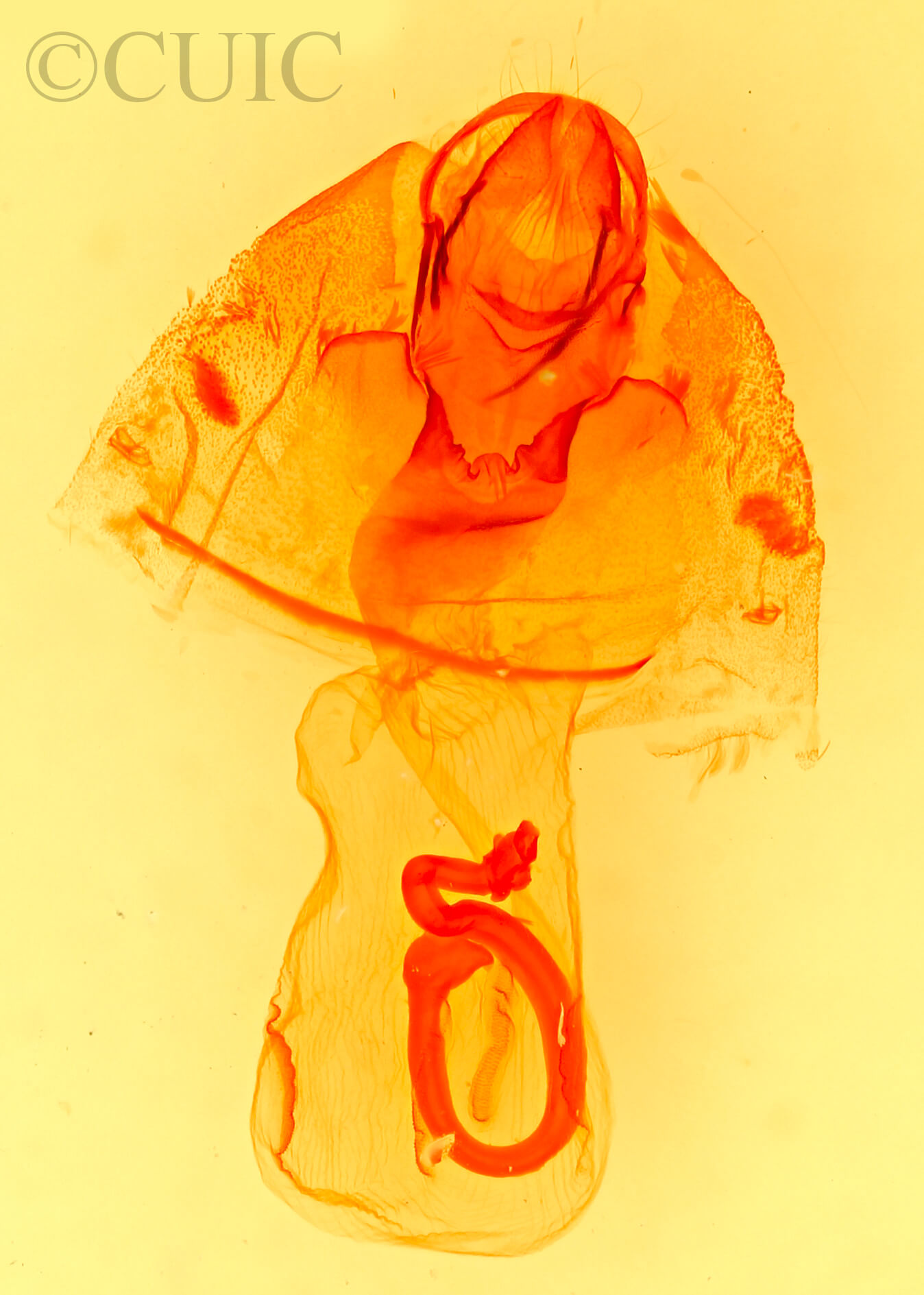 genitalia view of adult Haploa lecontei