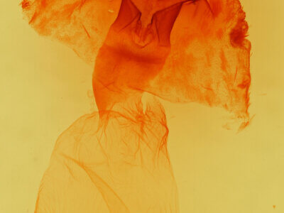 genitalia view of adult Haploa lecontei