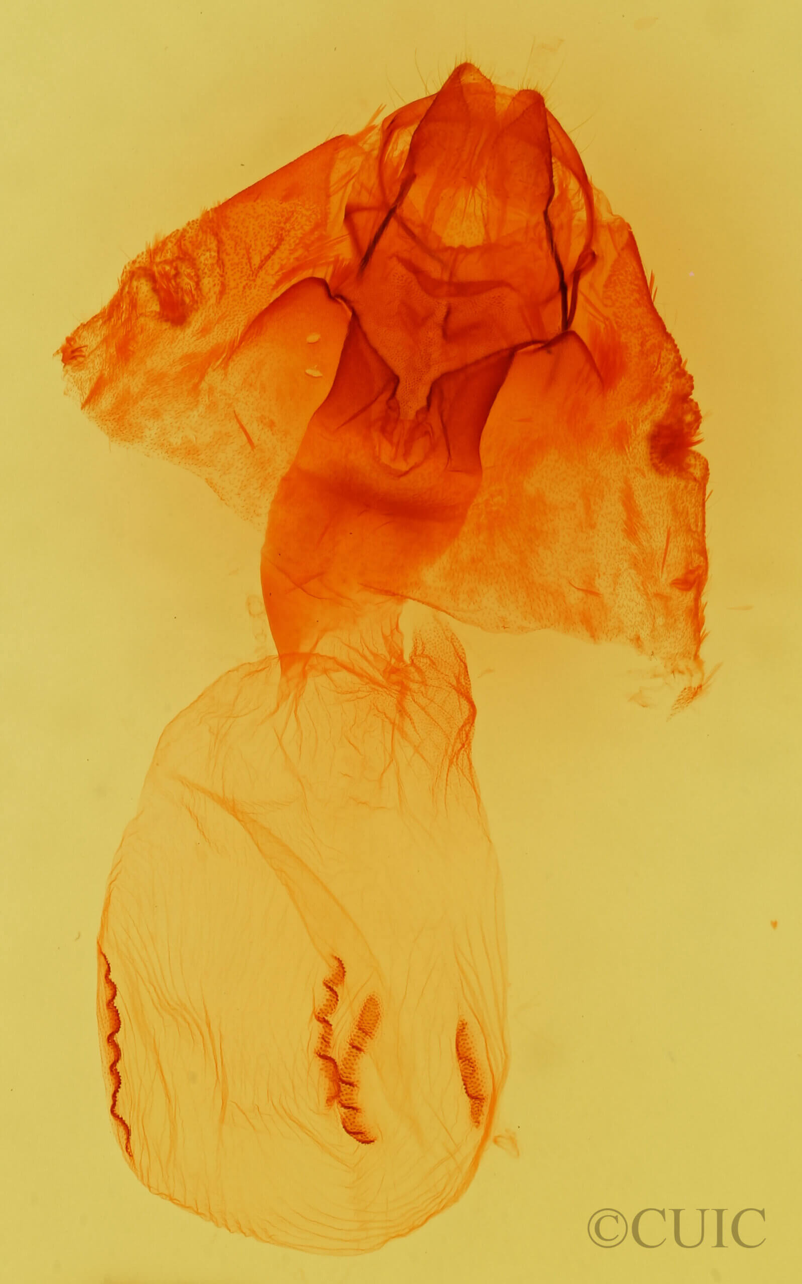 genitalia view of adult Haploa lecontei