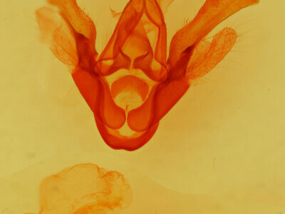 genitalia view of adult Haploa confusa