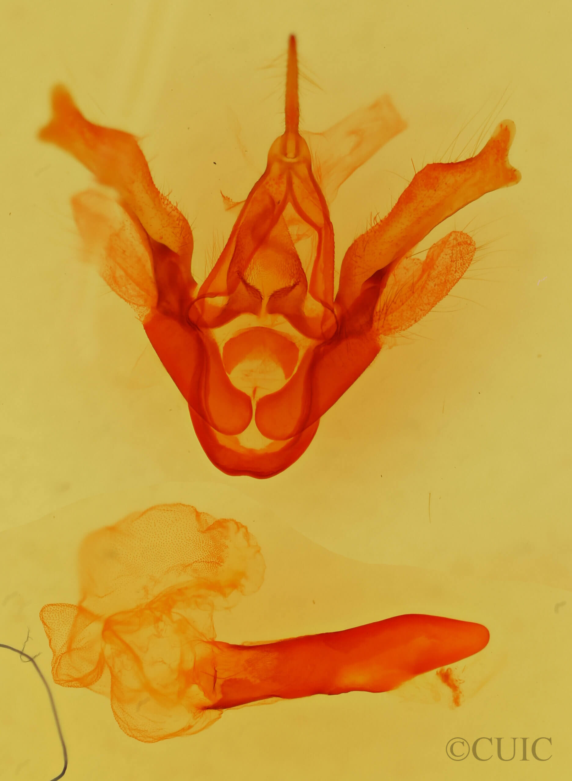 genitalia view of adult Haploa confusa