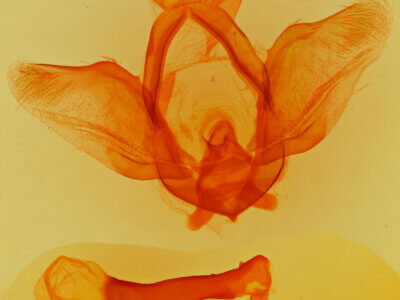 genitalia view of adult Ellida branickii