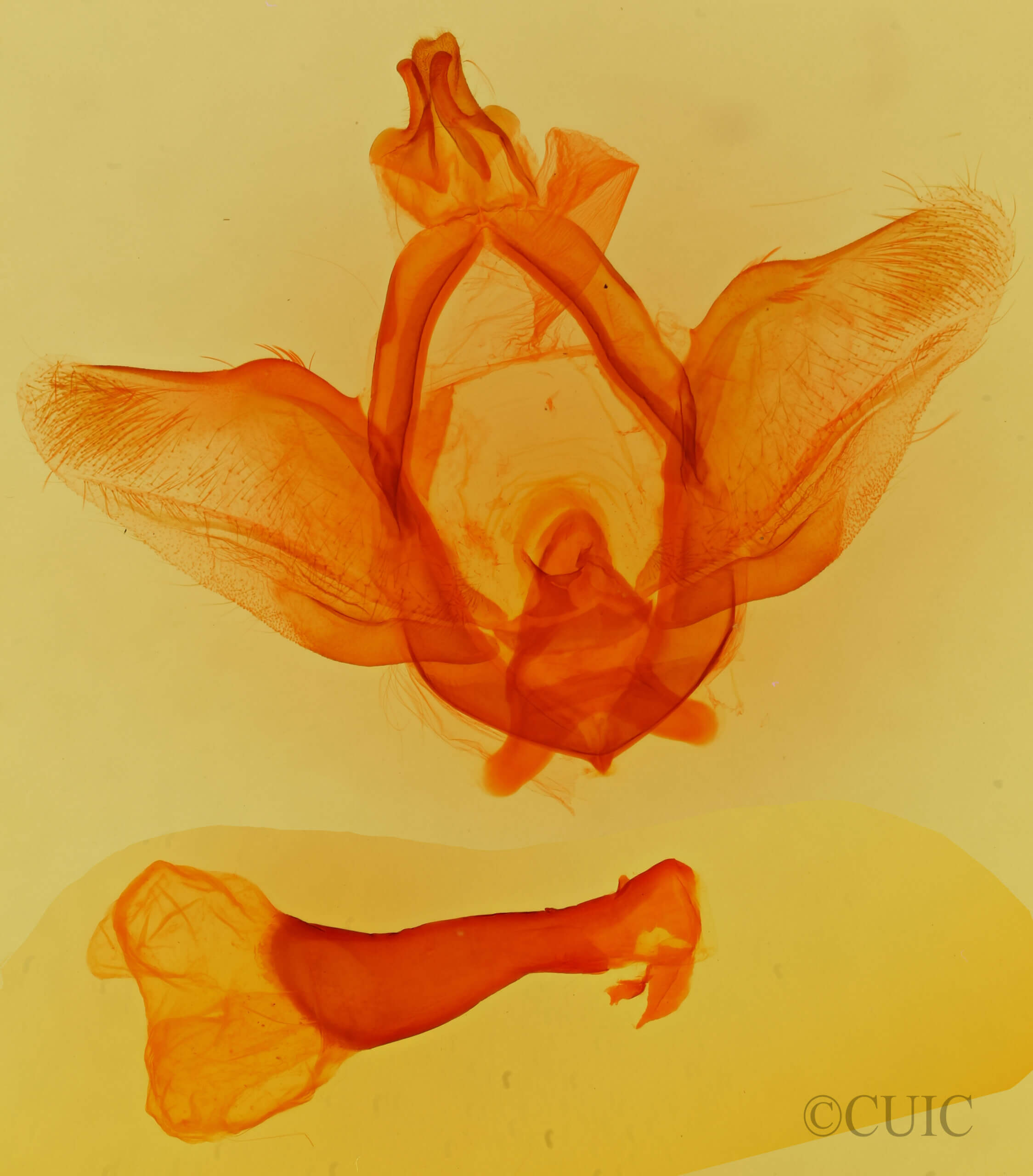 genitalia view of adult Ellida branickii