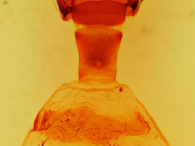 genitalia view of adult Ellida branickii