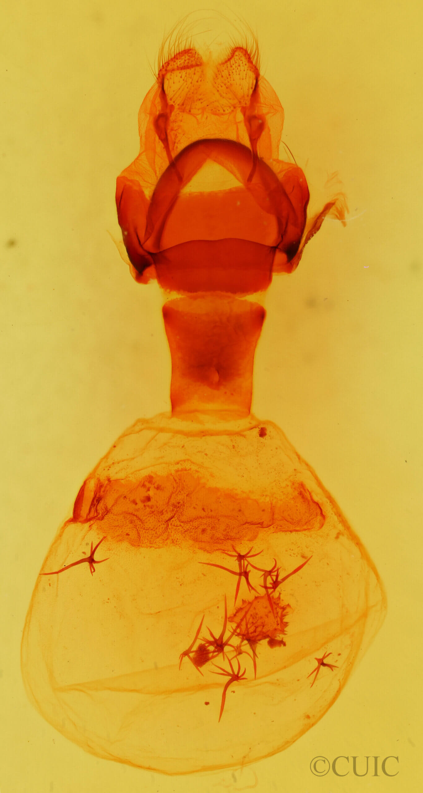 genitalia view of adult Ellida branickii