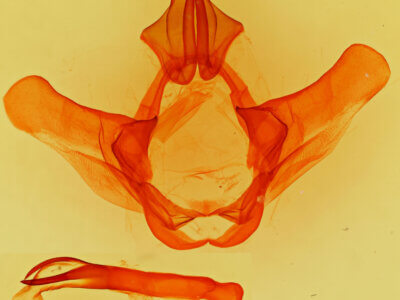 genitalia view of adult Heterocampa sp.