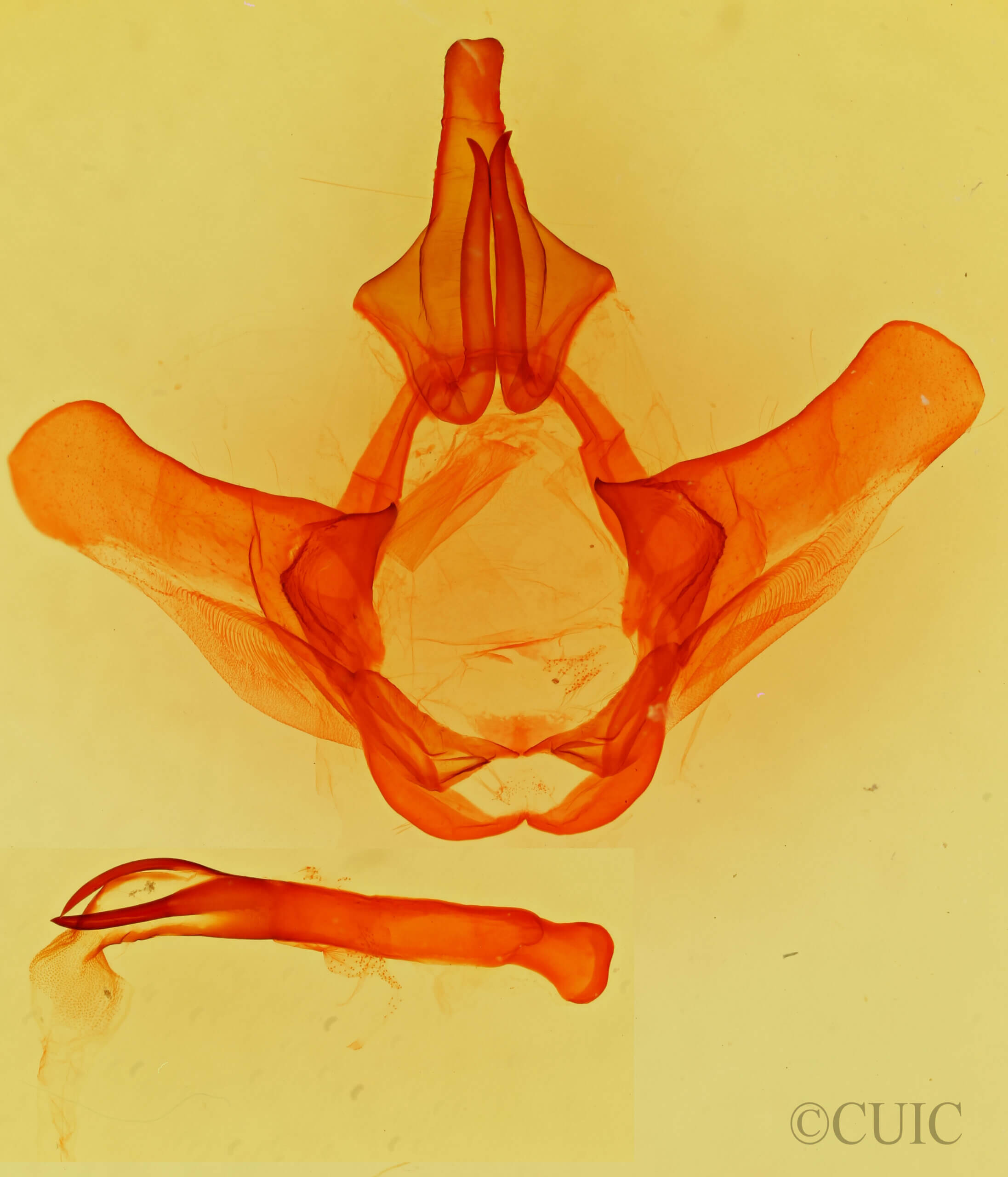 genitalia view of adult Heterocampa sp.