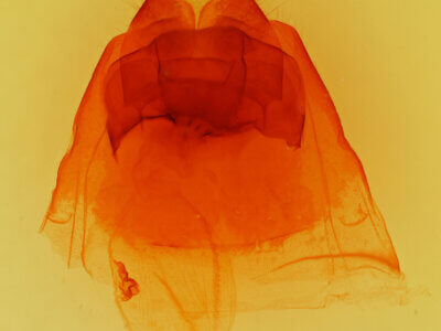 genitalia view of adult Heterocampa sp.