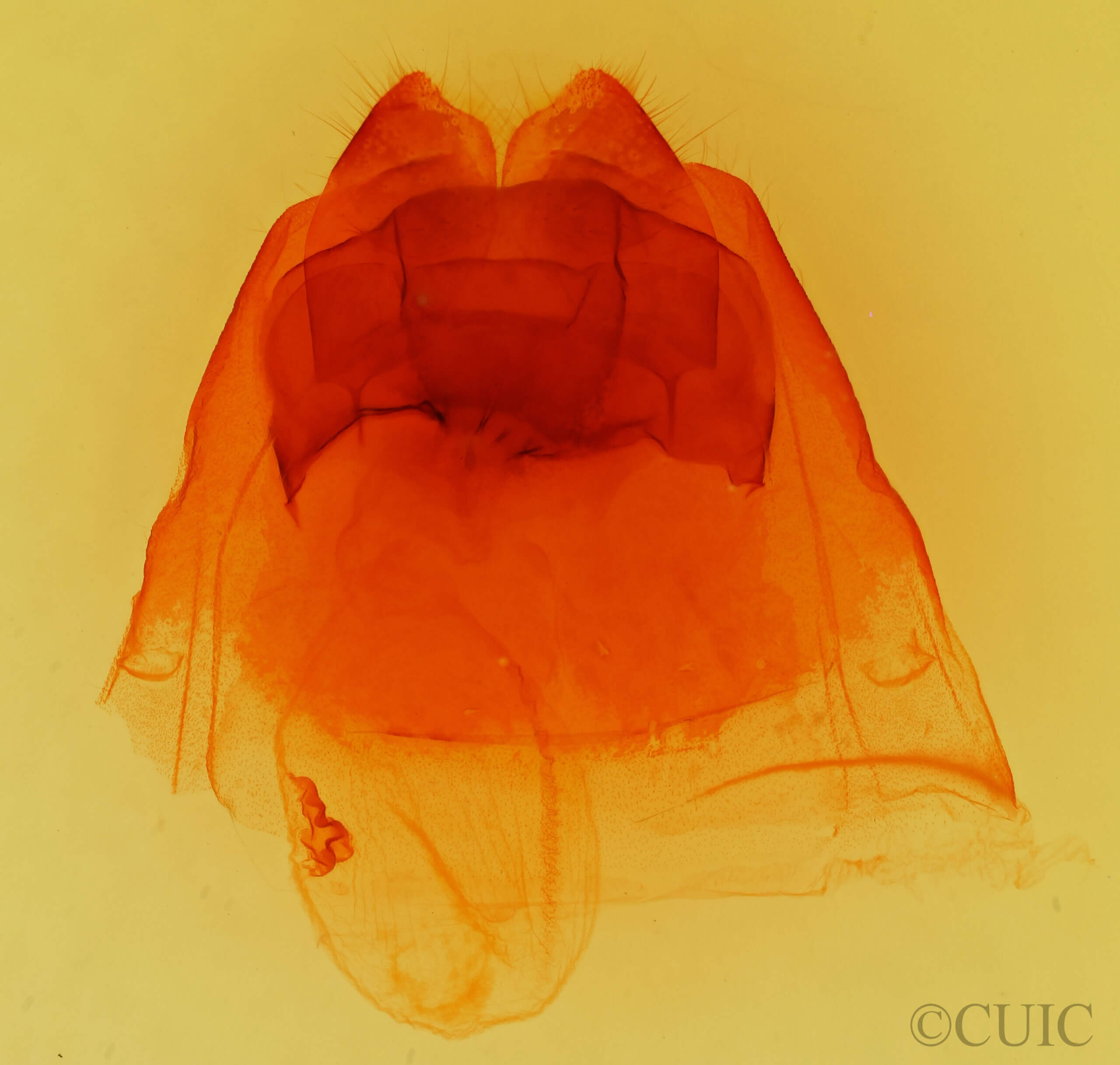 genitalia view of adult Heterocampa sp.