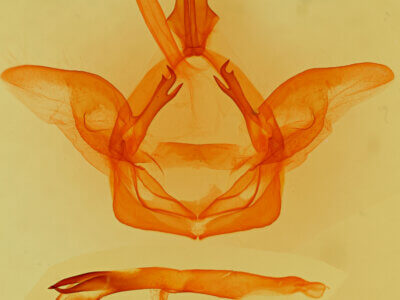 genitalia view of adult Heterocampa sp.