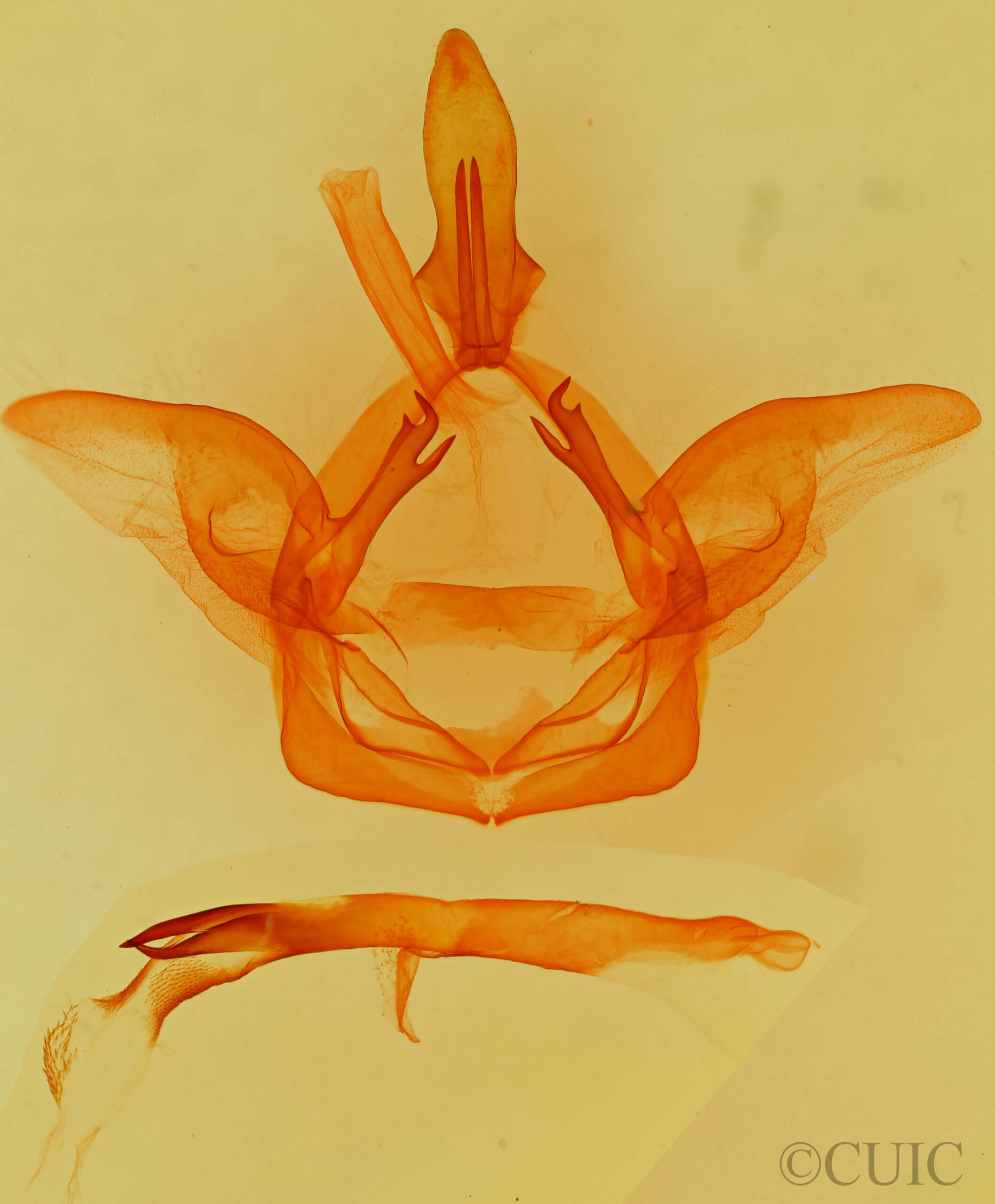 genitalia view of adult Heterocampa sp.