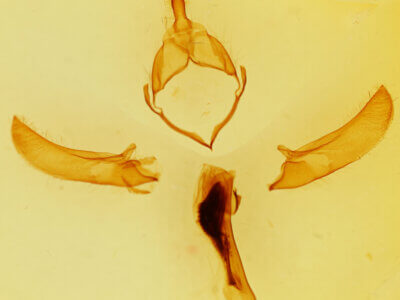 genitalia view of adult Brachionycha borealis