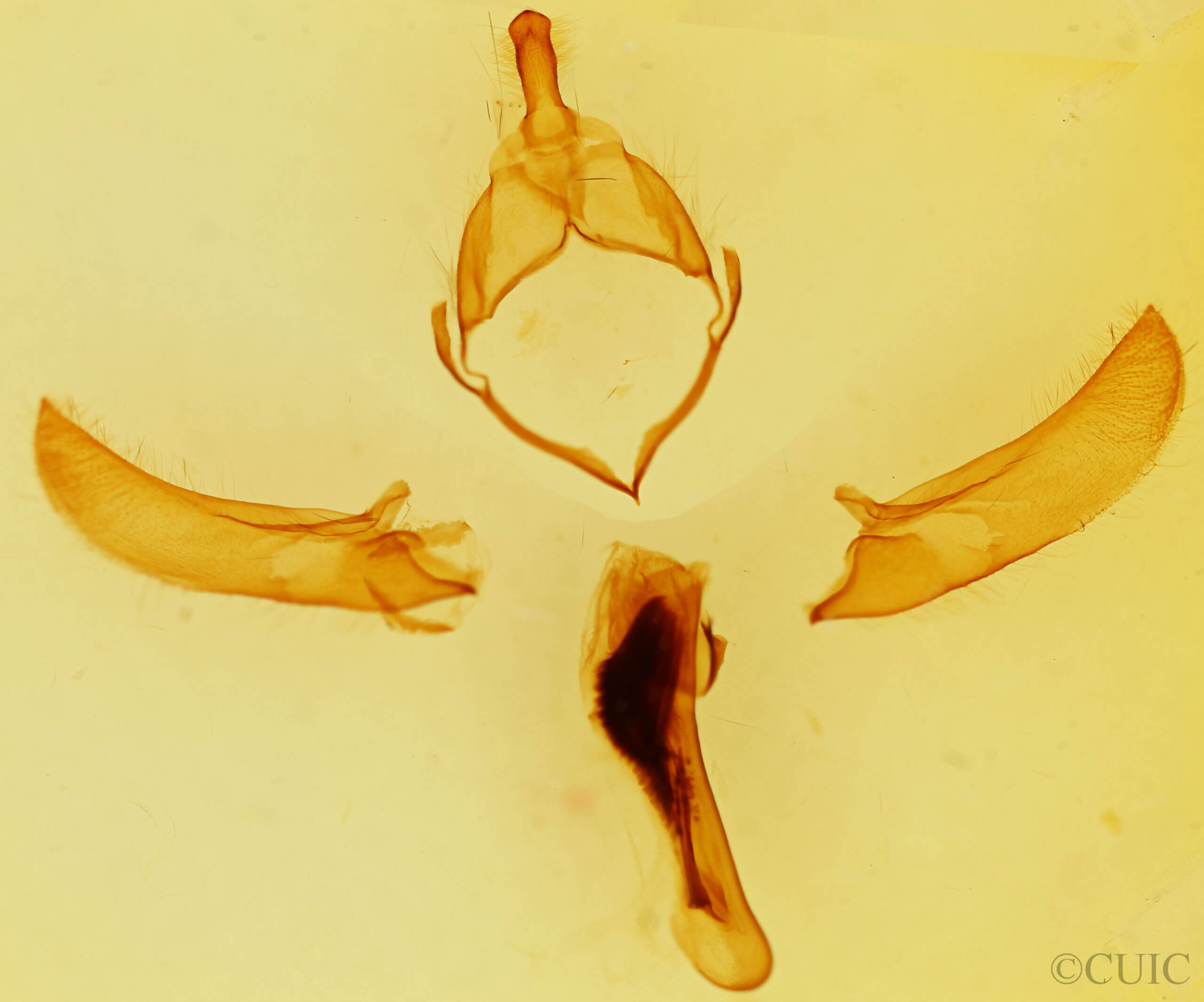 genitalia view of adult Brachionycha borealis
