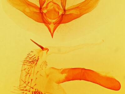 genitalia view of adult Brachionycha borealis