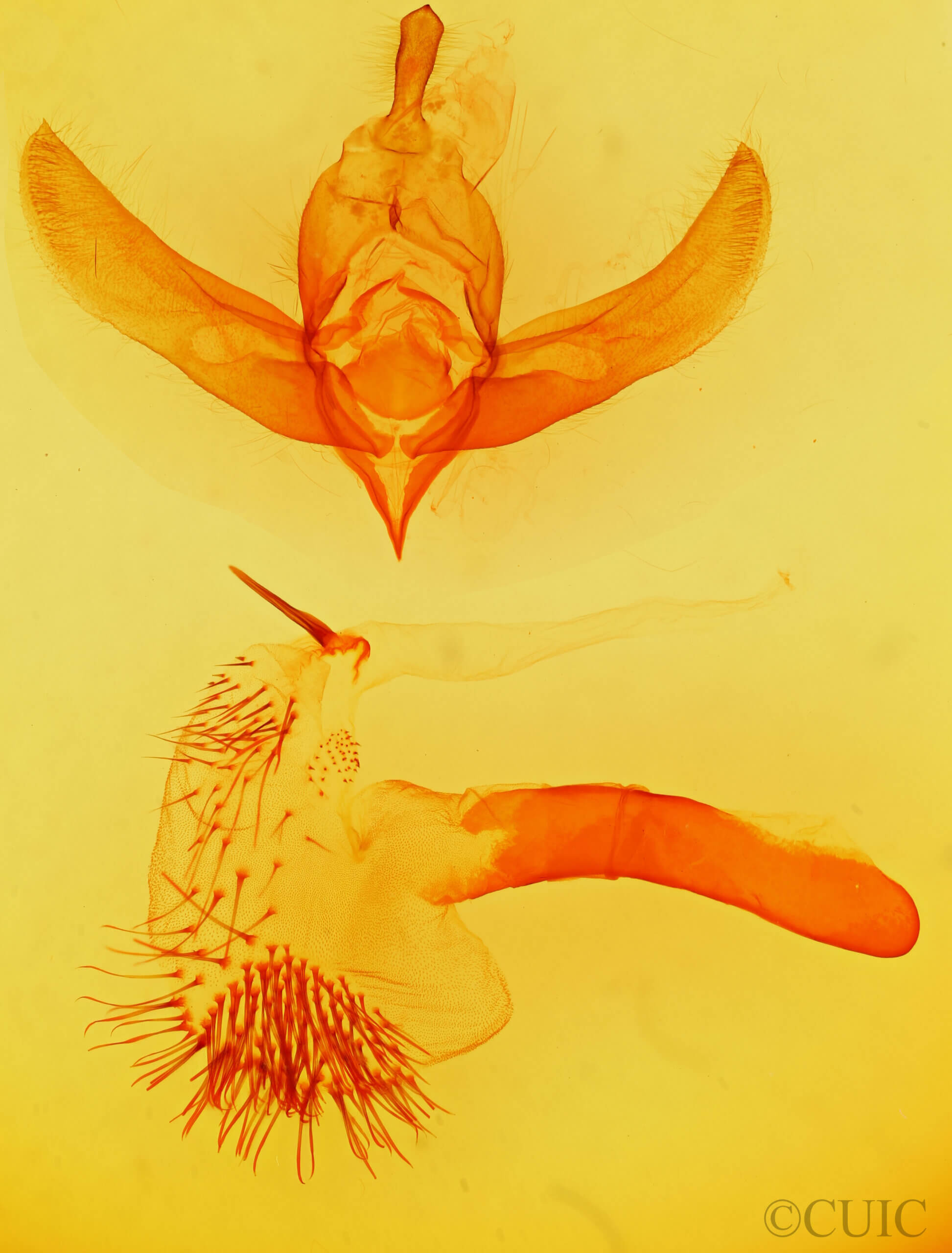 genitalia view of adult Brachionycha borealis