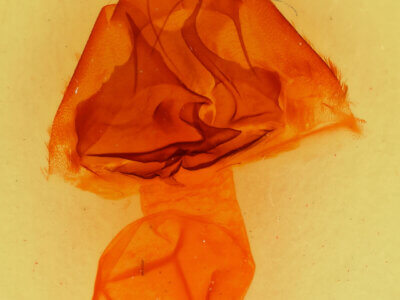 genitalia view of adult Zale declarans