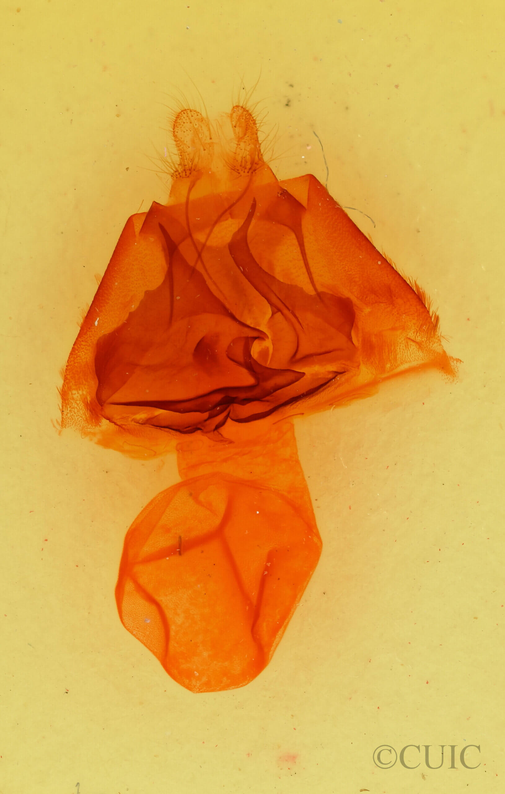 genitalia view of adult Zale declarans