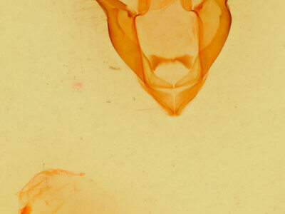 genitalia view of adult Zale rubiata