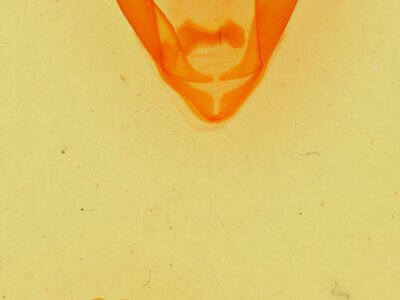 genitalia view of adult Zale rubiata