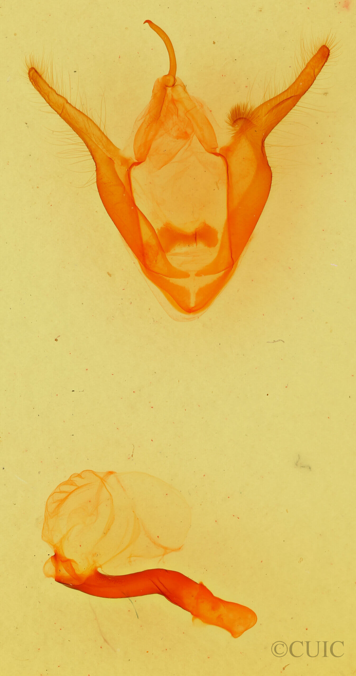 genitalia view of adult Zale rubiata