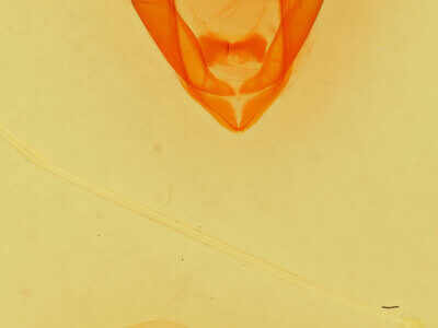 genitalia view of adult Zale rubiata